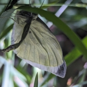 Pieris rapae at Watson Green Space - 25 Jan 2024