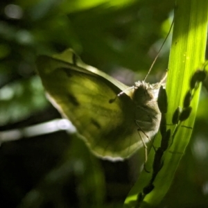 Pieris rapae at Watson Green Space - 25 Jan 2024