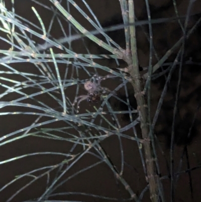 Sparassidae (family) (A Huntsman Spider) at Watson Green Space - 25 Jan 2024 by AniseStar