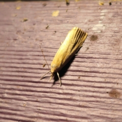 Meyriccia latro (Pyralid moth) at QPRC LGA - 25 Jan 2024 by Csteele4