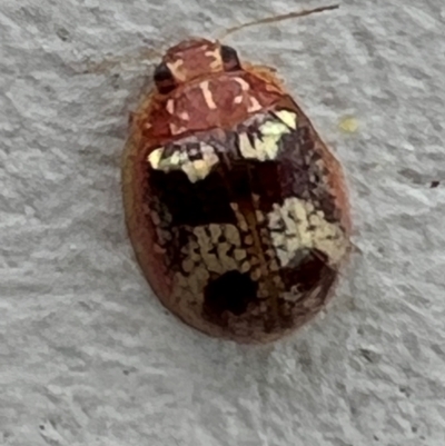 Paropsisterna laesa (Laesa leaf beetle) at Gungahlin, ACT - 24 Jan 2024 by Timberpaddock