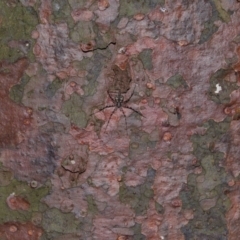 Tamopsis sp. (genus) (Two-tailed spider) at Brisbane City, QLD - 23 Jan 2024 by TimL