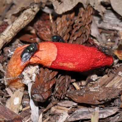 Phallus rubicundus (Phallus rubicundus) at Brisbane City Botanic Gardens - 23 Jan 2024 by TimL