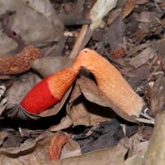 Phallus rubicundus at Brisbane City Botanic Gardens - 23 Jan 2024 12:28 PM