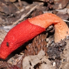Phallus rubicundus at Brisbane City Botanic Gardens - 23 Jan 2024 12:28 PM