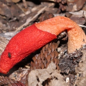 Phallus rubicundus at Brisbane City Botanic Gardens - 23 Jan 2024 12:28 PM