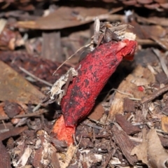 Phallus rubicundus at Brisbane City Botanic Gardens - 23 Jan 2024 12:28 PM