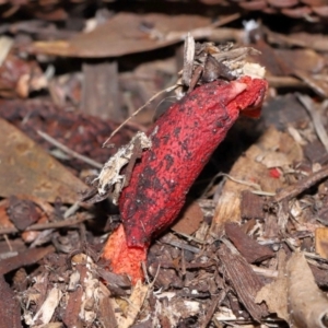Phallus rubicundus at Brisbane City Botanic Gardens - 23 Jan 2024 12:28 PM