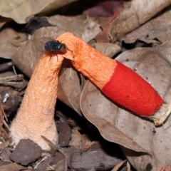 Phallus rubicundus at Brisbane City Botanic Gardens - 23 Jan 2024 12:28 PM