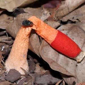 Phallus rubicundus at Brisbane City Botanic Gardens - 23 Jan 2024 12:28 PM