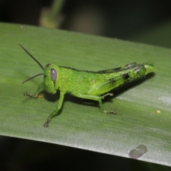 Valanga irregularis (Hedge Grasshopper) at Brisbane City Botanic Gardens - 23 Jan 2024 by TimL