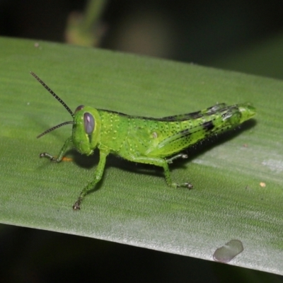 Valanga irregularis (Hedge Grasshopper) at Brisbane City Botanic Gardens - 23 Jan 2024 by TimL
