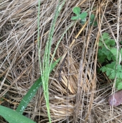 Digitaria sanguinalis (Summer Grass) at Flea Bog Flat to Emu Creek Corridor - 25 Jan 2024 by JohnGiacon