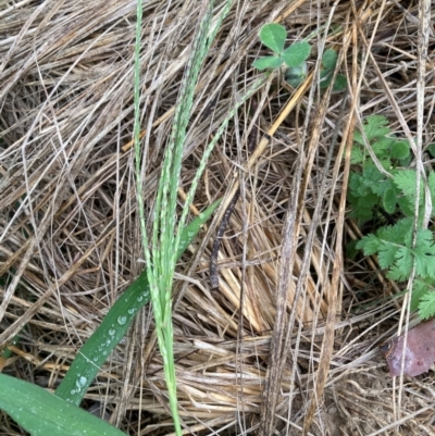 Digitaria sanguinalis (Summer Grass) at Belconnen, ACT - 25 Jan 2024 by JohnGiacon