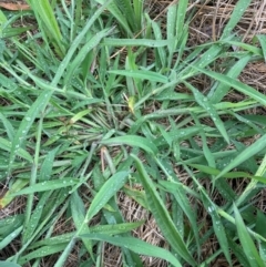 Digitaria sanguinalis at Emu Creek Belconnen (ECB) - 26 Jan 2024