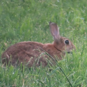 Oryctolagus cuniculus at Jerrabomberra Wetlands - 24 Jan 2024