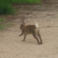 Oryctolagus cuniculus at Jerrabomberra Wetlands - 24 Jan 2024