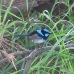 Malurus cyaneus (Superb Fairywren) at Fyshwick, ACT - 24 Jan 2024 by MatthewFrawley