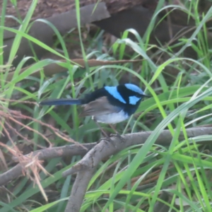 Malurus cyaneus at Jerrabomberra Wetlands - 24 Jan 2024