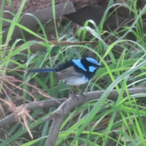 Malurus cyaneus at Jerrabomberra Wetlands - 24 Jan 2024 05:07 PM