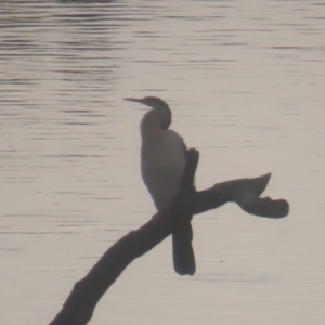 Anhinga novaehollandiae at Jerrabomberra Wetlands - 24 Jan 2024 05:04 PM