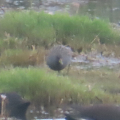 Porzana fluminea (Australian Spotted Crake) at Fyshwick, ACT - 24 Jan 2024 by MatthewFrawley