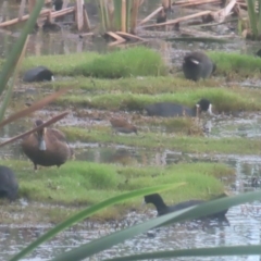 Zapornia pusilla (Baillon's Crake) at Fyshwick, ACT - 24 Jan 2024 by MatthewFrawley