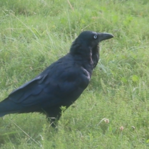 Corvus coronoides at Pine Island to Point Hut - 24 Jan 2024