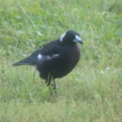 Gymnorhina tibicen (Australian Magpie) at Pine Island to Point Hut - 24 Jan 2024 by MatthewFrawley