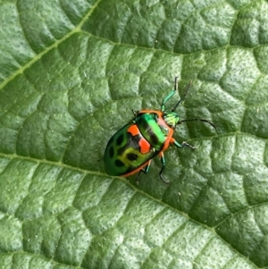 Scutiphora pedicellata at Evatt, ACT - suppressed