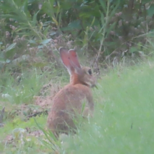 Oryctolagus cuniculus at Pine Island to Point Hut - 24 Jan 2024 07:02 PM