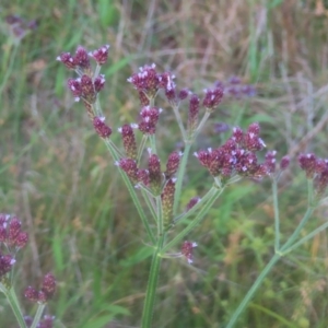 Verbena incompta at Pine Island to Point Hut - 24 Jan 2024