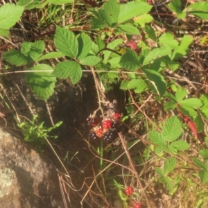 Rubus anglocandicans at Pine Island to Point Hut - 24 Jan 2024 07:10 PM