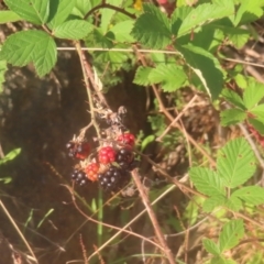 Rubus anglocandicans at Pine Island to Point Hut - 24 Jan 2024 07:10 PM