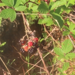 Rubus anglocandicans at Pine Island to Point Hut - 24 Jan 2024 07:10 PM