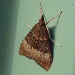Uresiphita ornithopteralis (Tree Lucerne Moth) at Isaacs, ACT - 25 Jan 2024 by Mike