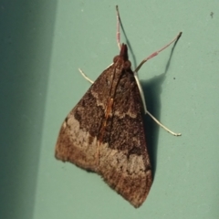 Uresiphita ornithopteralis (Tree Lucerne Moth) at Isaacs, ACT - 26 Jan 2024 by Mike