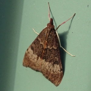 Uresiphita ornithopteralis at Isaacs, ACT - 26 Jan 2024