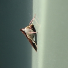 Uresiphita ornithopteralis at Isaacs, ACT - 26 Jan 2024 08:42 AM