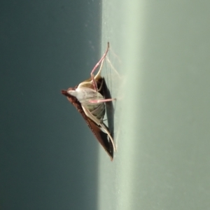 Uresiphita ornithopteralis at Isaacs, ACT - 26 Jan 2024