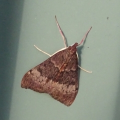 Uresiphita ornithopteralis at Isaacs, ACT - 26 Jan 2024 08:42 AM