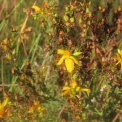 Hypericum perforatum (St John's Wort) at Pine Island to Point Hut - 24 Jan 2024 by MatthewFrawley