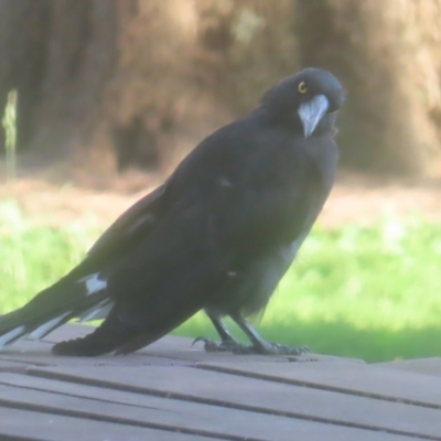 Strepera graculina (Pied Currawong) at Pine Island to Point Hut - 24 Jan 2024 by MatthewFrawley