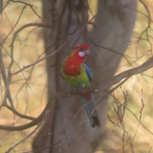 Platycercus eximius at Pine Island to Point Hut - 24 Jan 2024