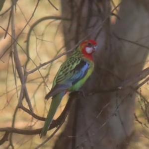 Platycercus eximius at Pine Island to Point Hut - 24 Jan 2024