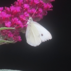 Pieris rapae (Cabbage White) at QPRC LGA - 25 Jan 2024 by MatthewFrawley