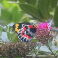 Delias harpalyce (Imperial Jezebel) at QPRC LGA - 25 Jan 2024 by MatthewFrawley