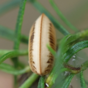 Blattodea (order) at Red Hill to Yarralumla Creek - 25 Jan 2024