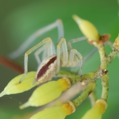 Cheiracanthium gracile (Slender sac spider) at Hughes, ACT - 25 Jan 2024 by LisaH