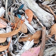 Austroscolia soror (Blue Flower Wasp) at Wanniassa, ACT - 24 Jan 2024 by NickDaines